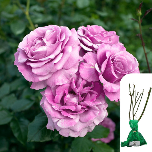 Rosa Harry Edland