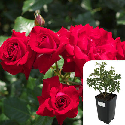 Dublin Bay Rose
