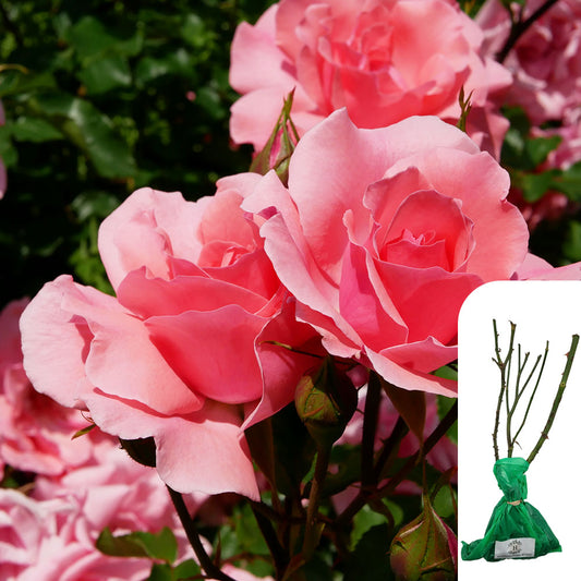 Rosa Congratulations