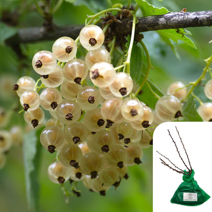 White Currant ‘White Versailles'