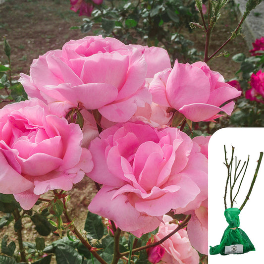 Rosa Queen Elizabeth