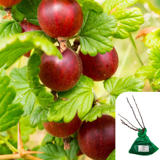 Gooseberry Hinomaki Red