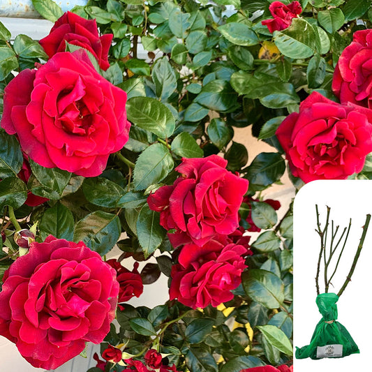 Rosa Royal William