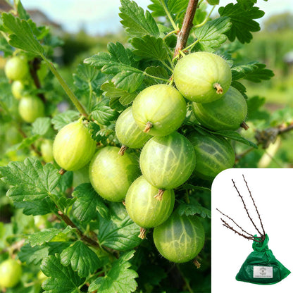 Gooseberry ‘Careless’