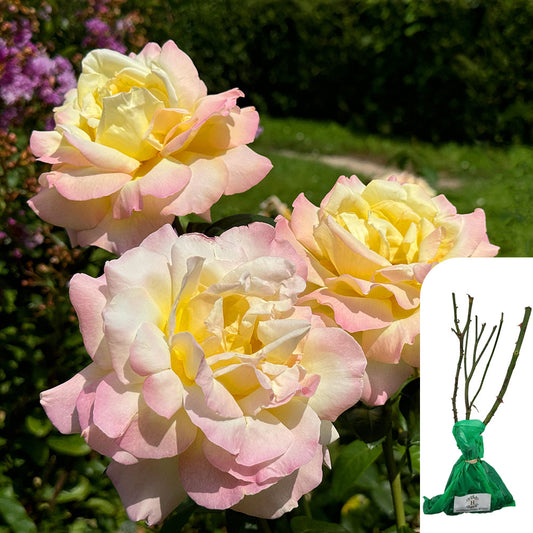 Rosa Peace