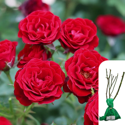 Rosa Ruby Anniversary