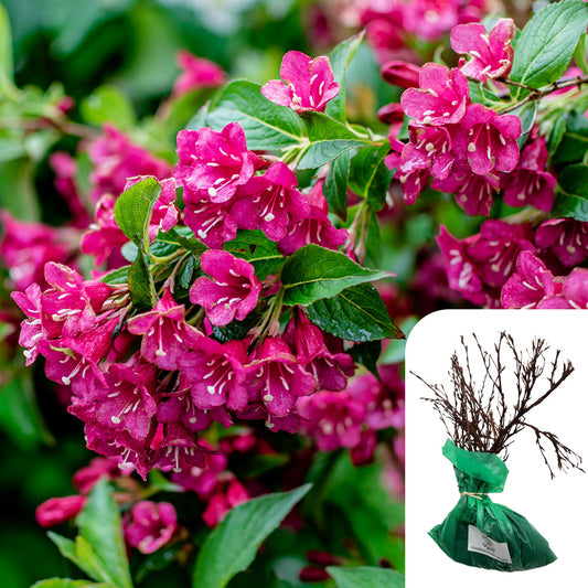 Rosa Weigela Bristol Ruby