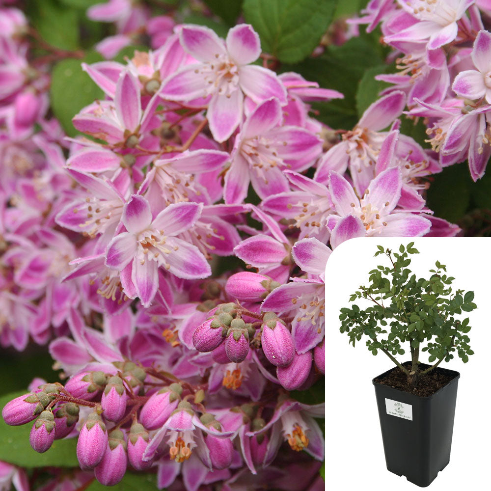 Deutzia Rosea