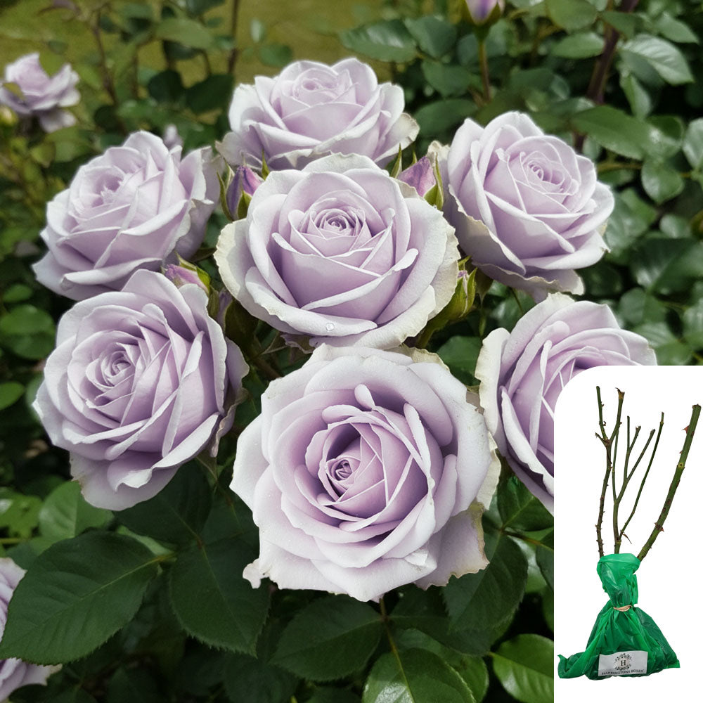 Twice in a Blue Moon