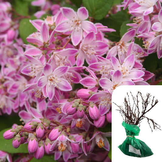 Deutzia Rosea