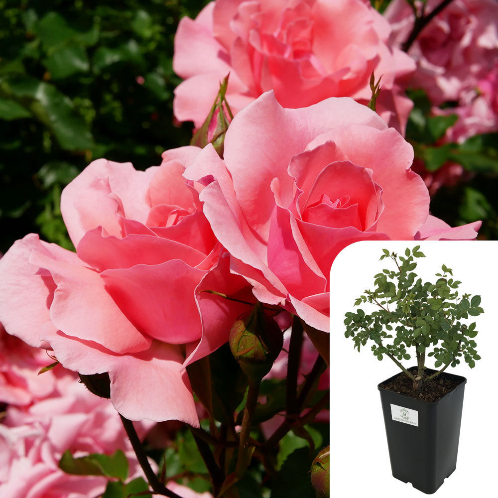 Rosa Congratulations