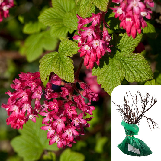 Ribes Sanguineum