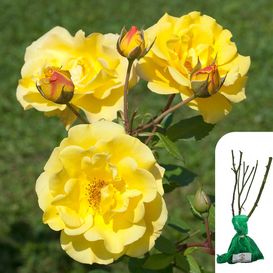 Rosa 'Arthur Bell'