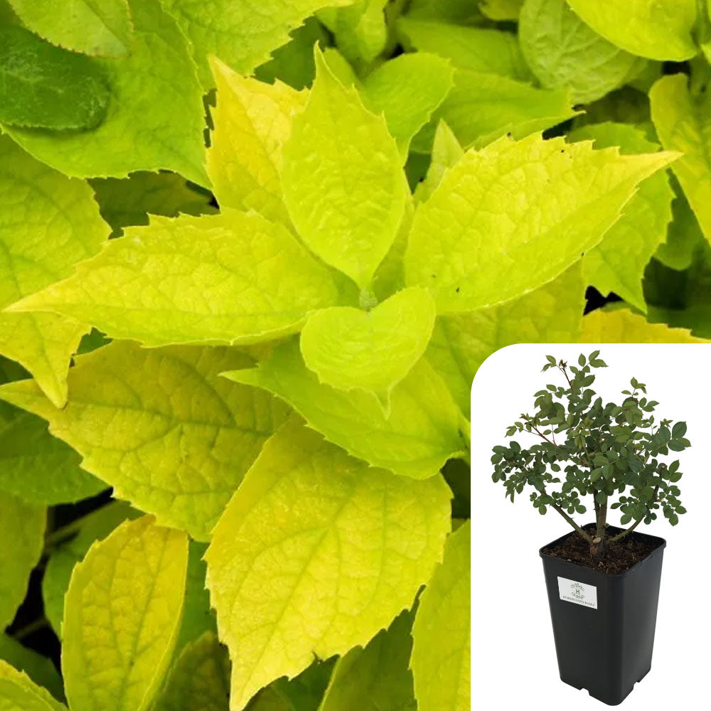 Rosa Philadelphus Coronarius Aureus