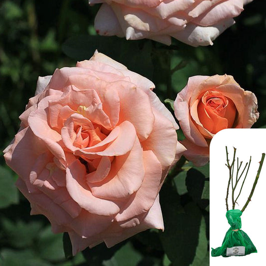 Rosa Warm Wishes