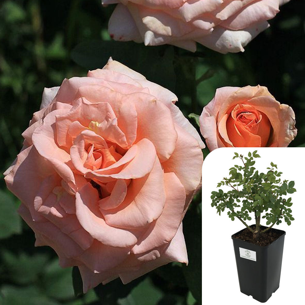 Rosa Warm Wishes