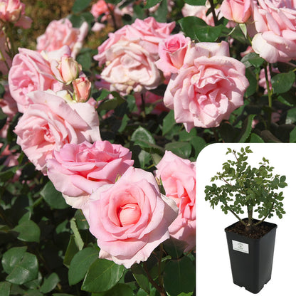 Compassion Rose
