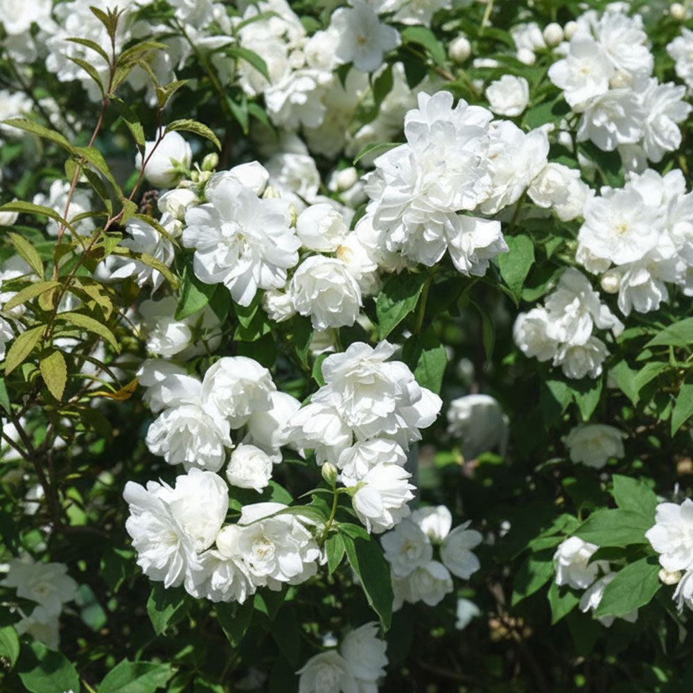 Philadelphus Virginal