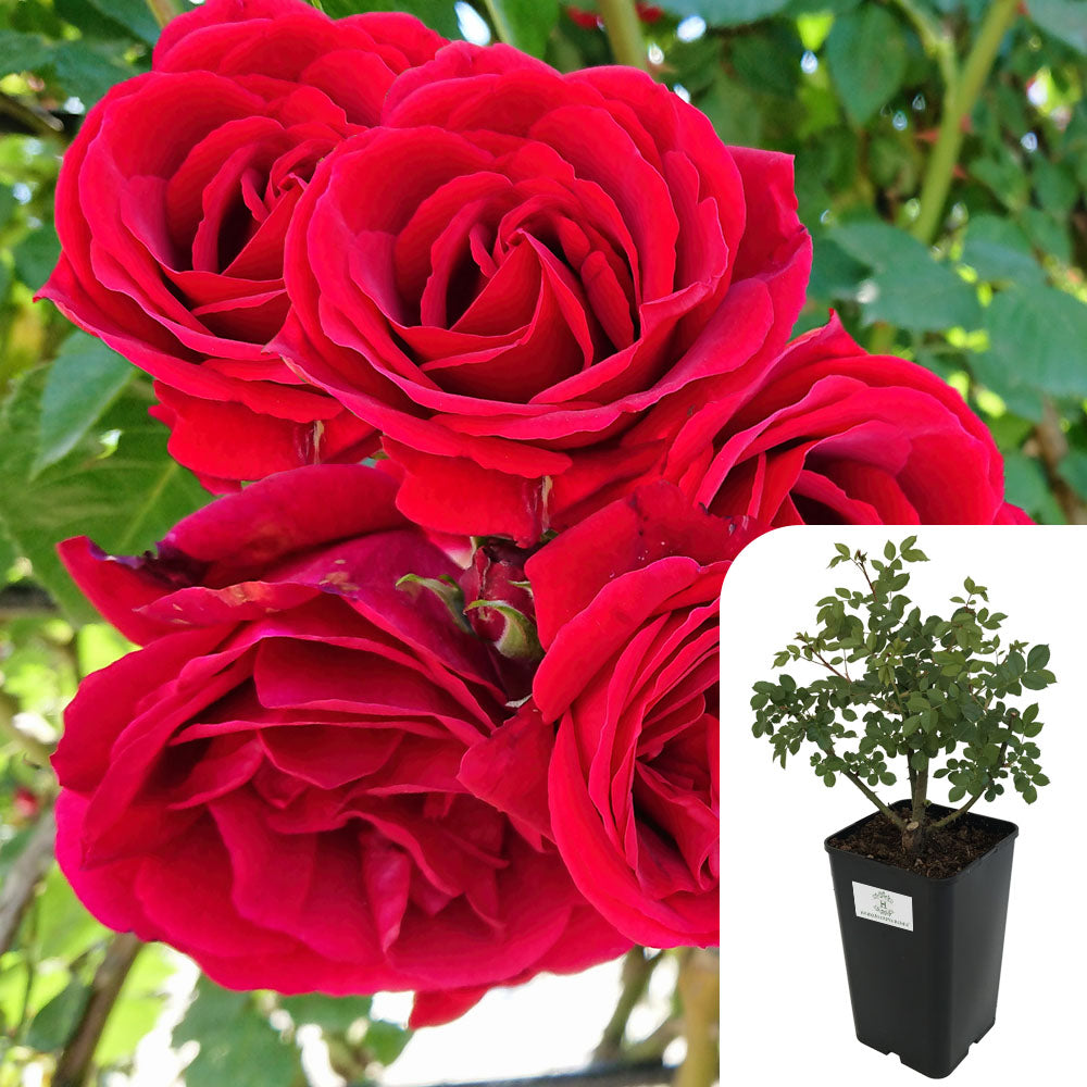 Guinee Rose