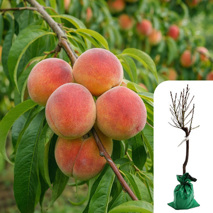 Patio Peach Tree
