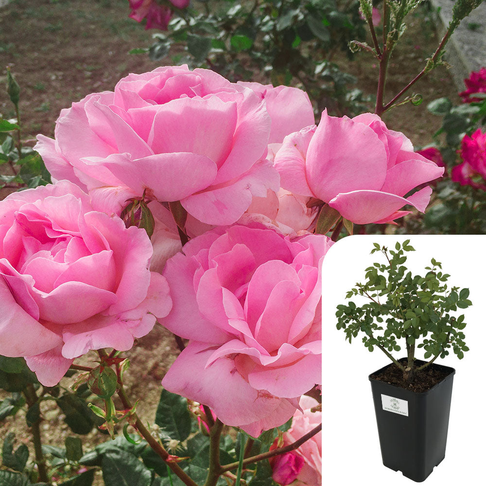 Rosa Queen Elizabeth