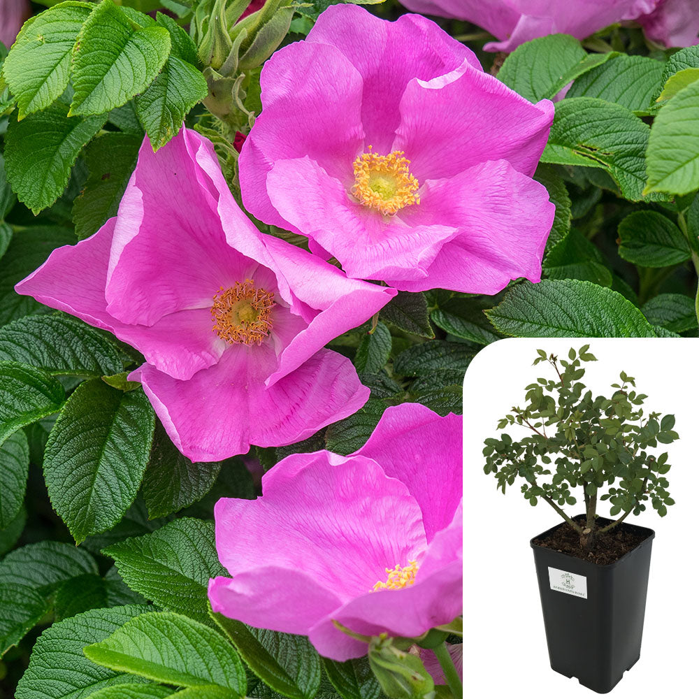 Rosa Rugosa 'Rubra'