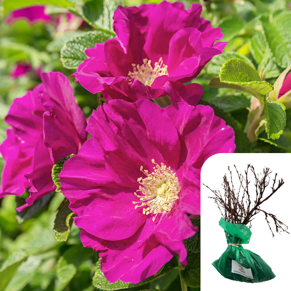 Rosa Rugosa Deep Pink – Low Maintenance Hardy Shrub - Fragrant Blooms ...