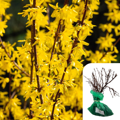Forsythia Lynwood Variety