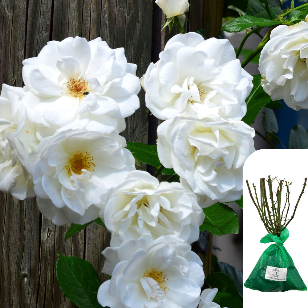 Iceberg Rose