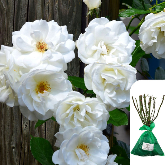 Iceberg Rose