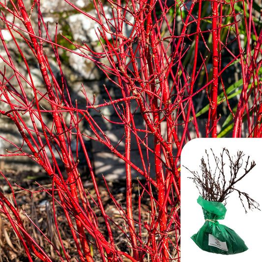 Rosa Cornus Alba Sibirica