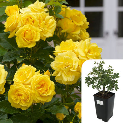 Golden Showers Rose