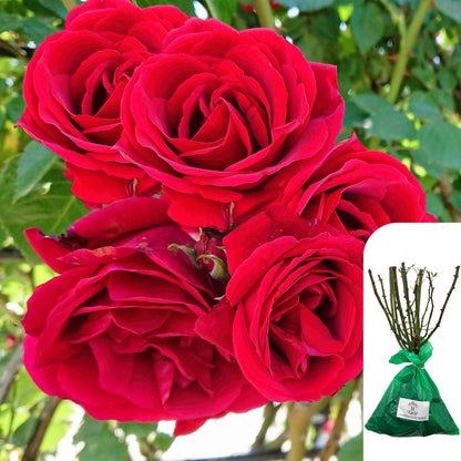 Guinee Rose