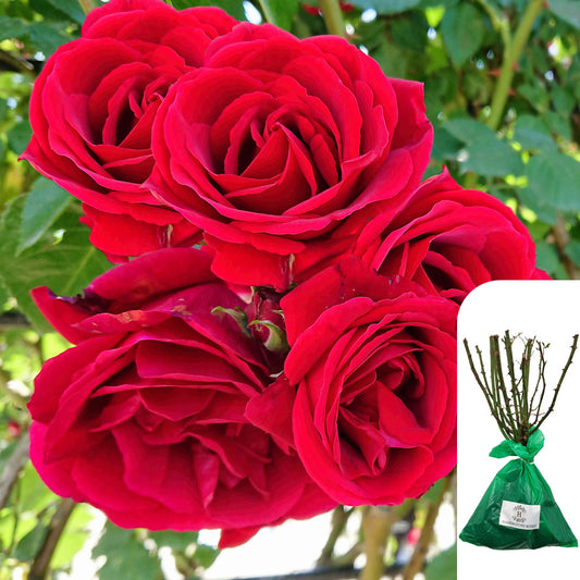 Guinee Rose