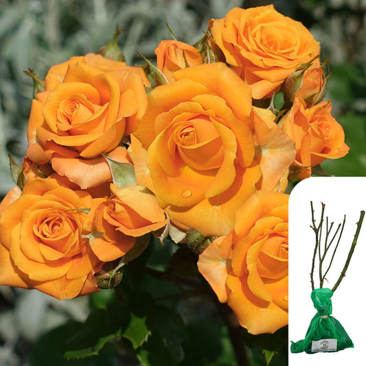 Rosa Simply the Best
