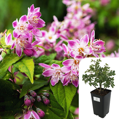 Deutzia Rosea