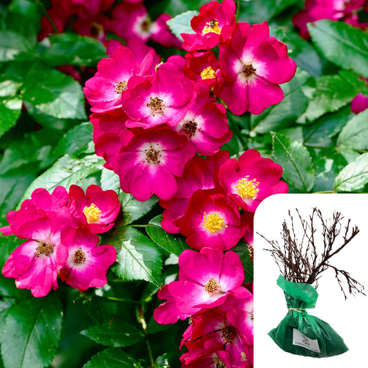 Rosa Marjorie Fair