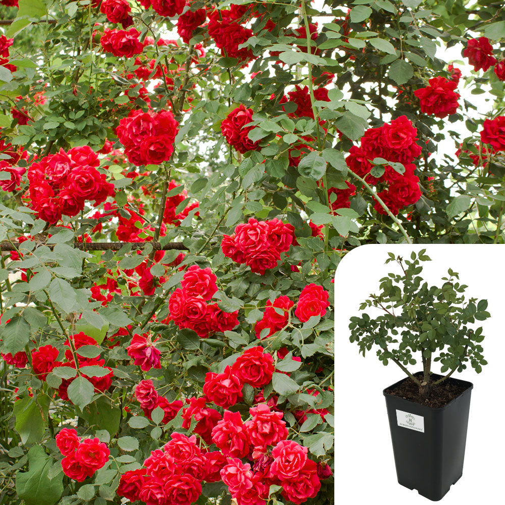 Rosa Paul’s Scarlet