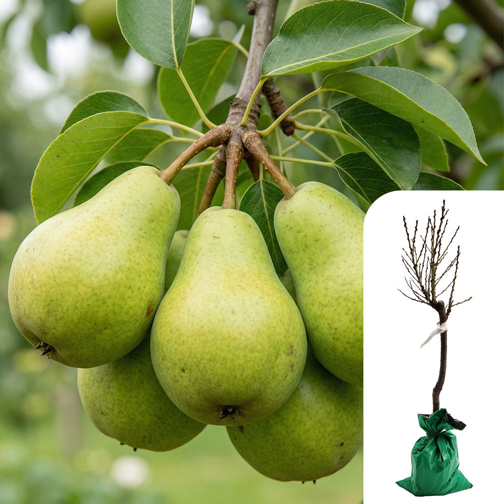 Patio Pear Tree