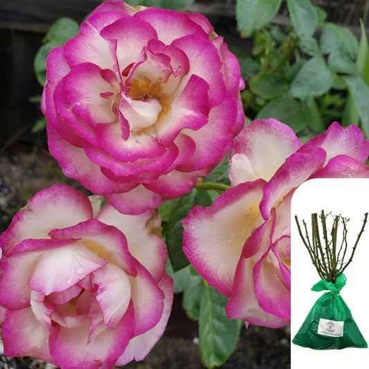 Handel Rose