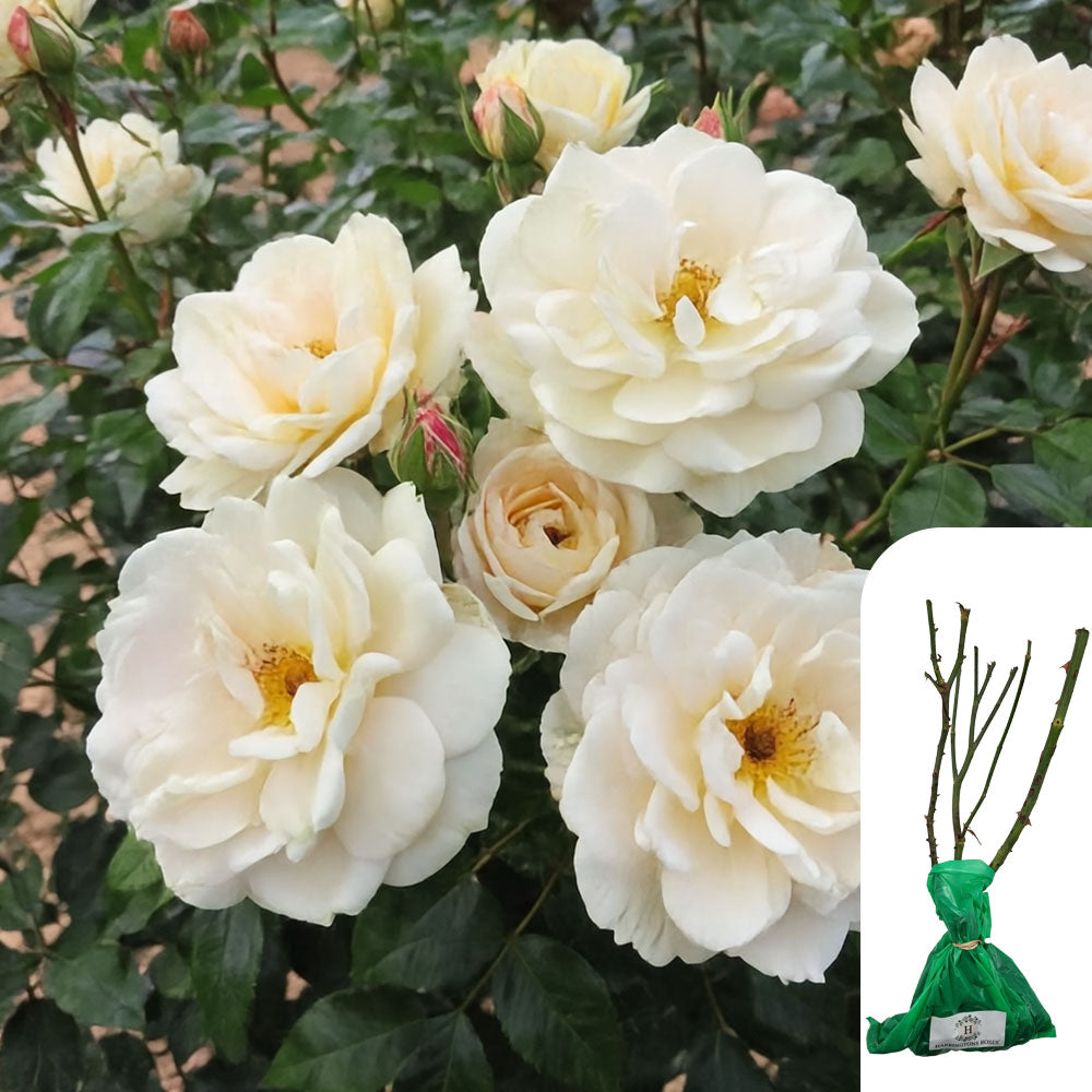 Rosa Champagne Moment