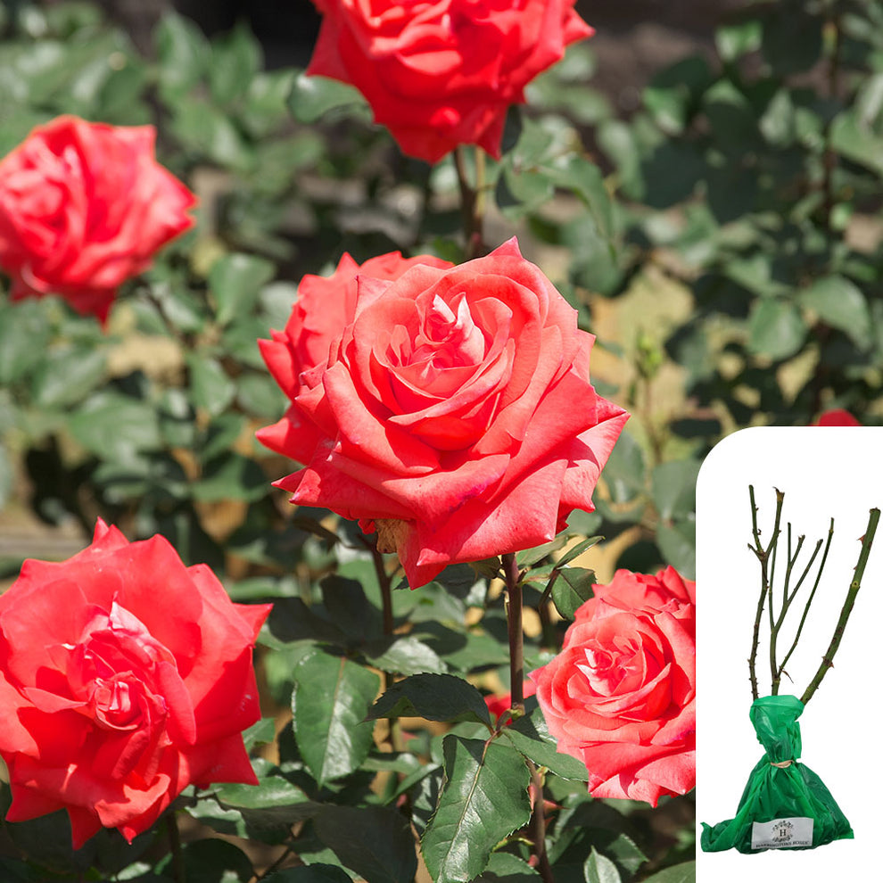 Rosa 'Fragrant Cloud' - Fragrant Coral Red Blooms, Bare Root & Hardy ...