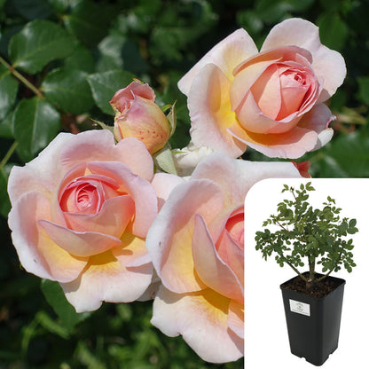 Rosa Chandos Beauty
