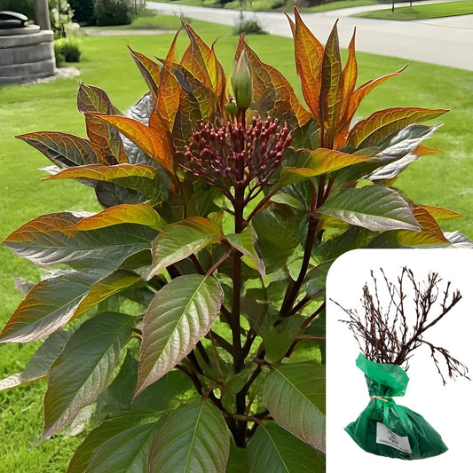 Cornus Alba Kesselringii