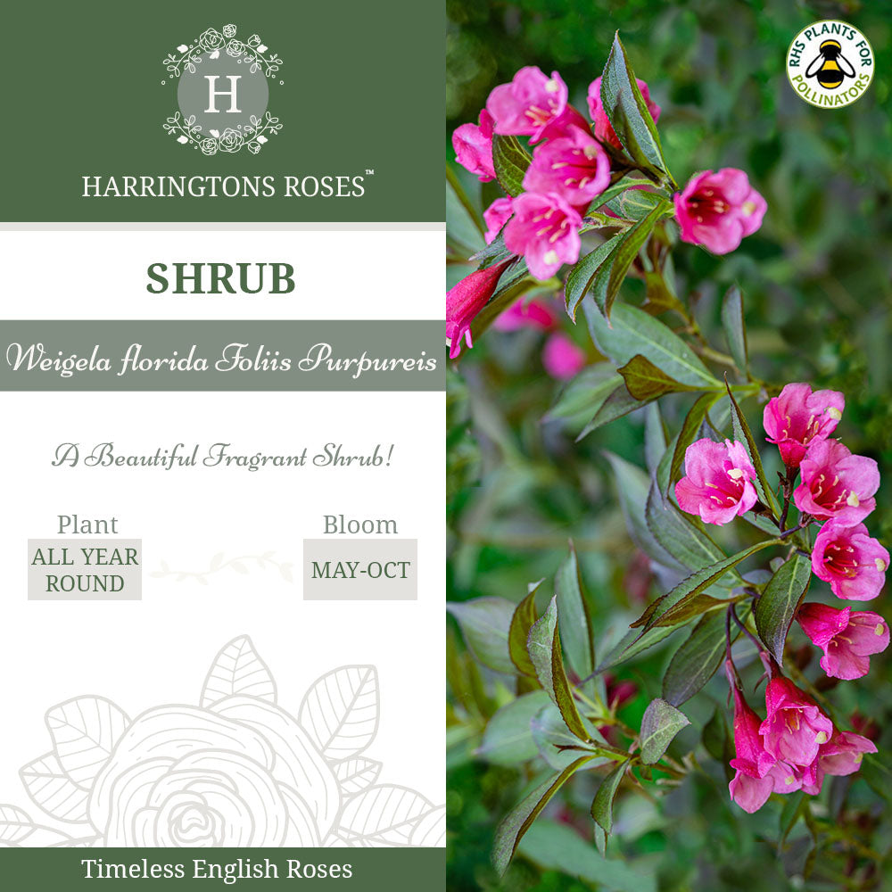 Rosa 'Weigela florida Foliis Purpureis'