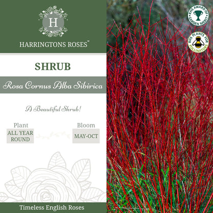 Rosa Cornus Alba Sibirica