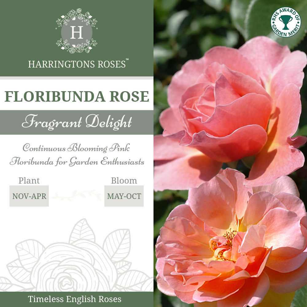 Fragrant Delight Rose