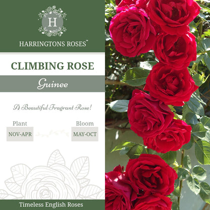 Guinee Rose