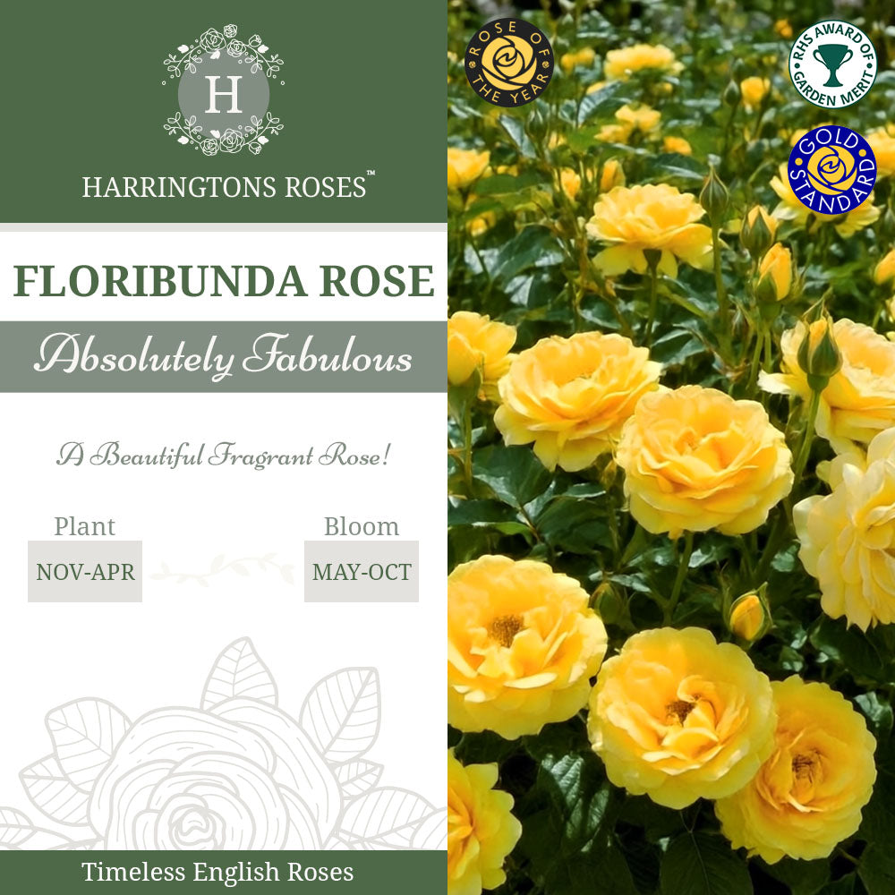 Rosa Absolutely Fabulous