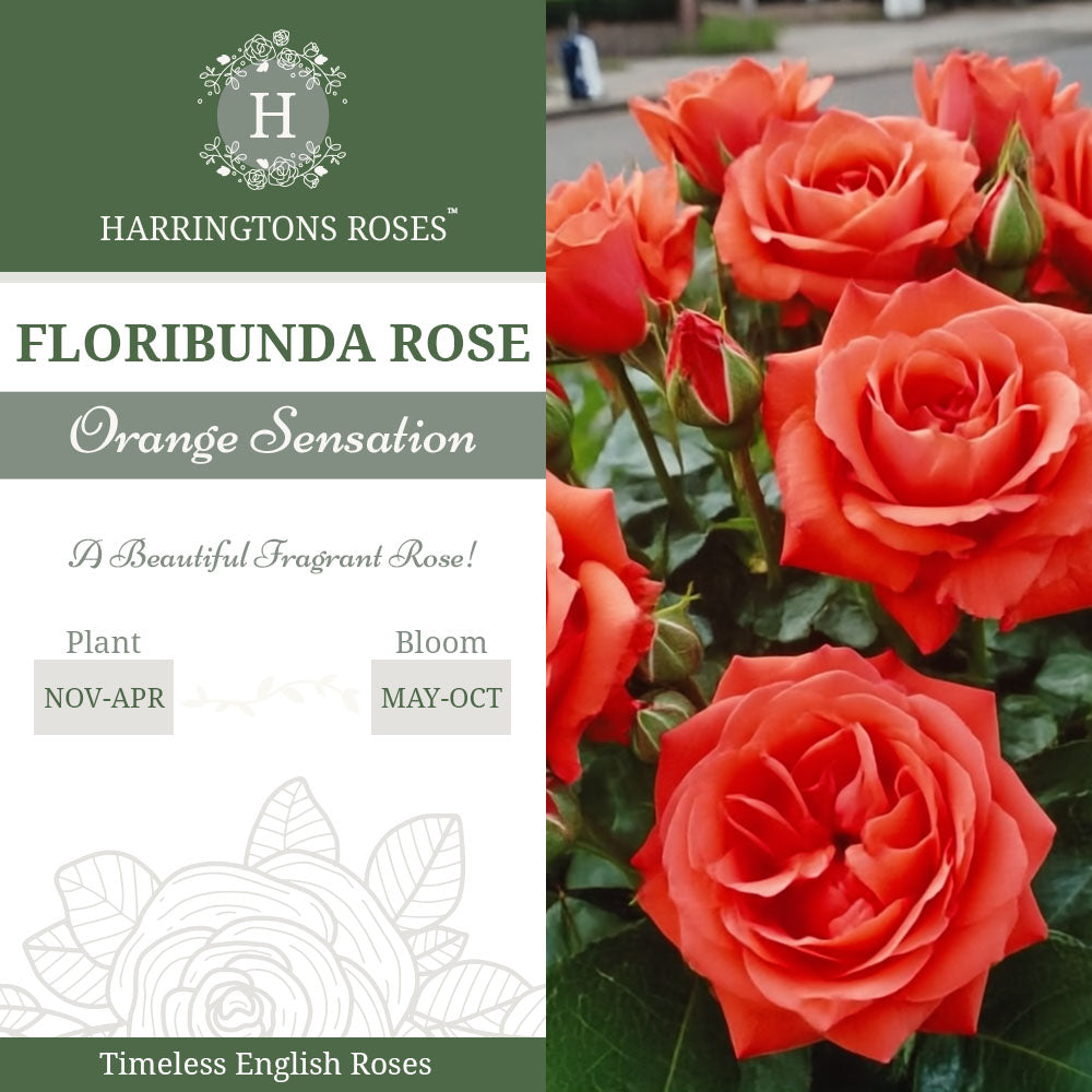 Rosa Orange Sensation